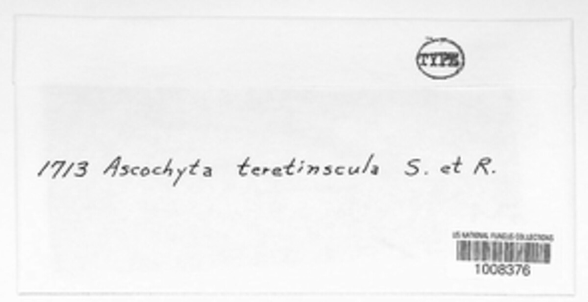 Ascochyta teretiuscula image